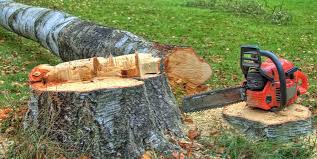 Best Tree and Shrub Care  in New York, NY