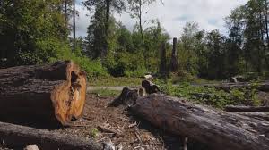Best Commercial Tree Services  in New York, NY