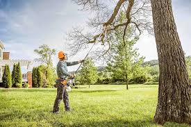 How Our Tree Care Process Works  in  New York, NY