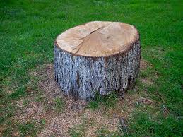 Best Tree Risk Assessment  in New York, NY