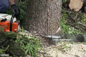 Best Firewood Processing and Delivery  in New York, NY