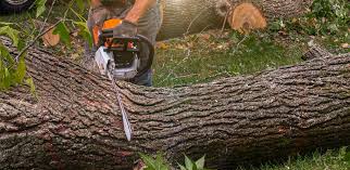Best Tree Preservation Services  in New York, NY