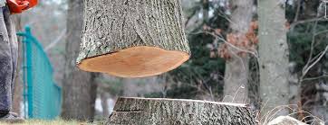 Best Tree Removal  in New York, NY