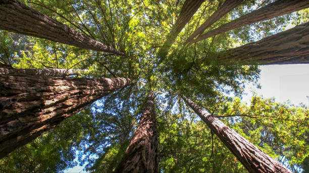 Best Tree Maintenance Programs  in New York, NY