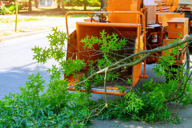 Lawn Maintenance Plans in New York, NY
