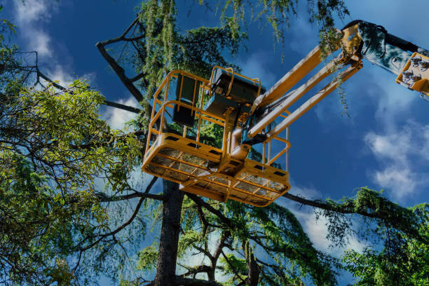 Best Tree Disease Treatment  in New York, NY