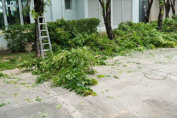Best Lawn Pest Prevention  in New York, NY