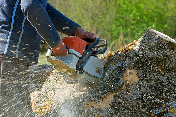 Best Tree Cabling and Bracing  in New York, NY