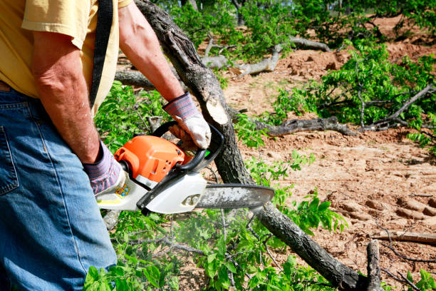 Best Root Management and Removal  in New York, NY